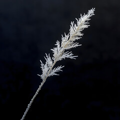 Isolated Frost-Covered Wild Grass Stem on Dark Background