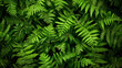 © Jirawatfoto - Lush green ferns create vibrant and serene backdrop, showcasing beauty of nature. intricate patterns and varying shades of green evoke sense of tranquility and freshness