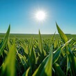 © Stockfocus - Vibrant Green Cornfield Under Blue Sky