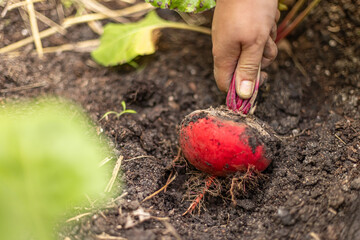 Farmer is harvesting a fresh red beetroot