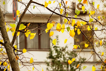 Wall Mural - Yellow leaves on a branch, autumn.