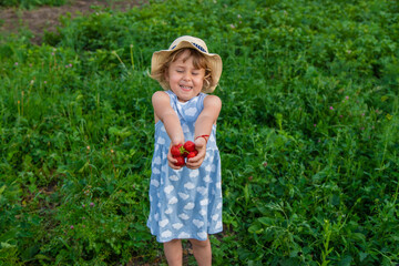 Wall Mural - Child picking strawberries in the garden. Selective focus.