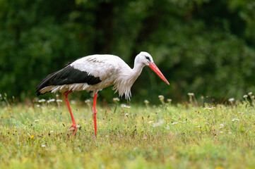 Stork (Ciconia ciconia) Walking Through Tall Grass in Meadow Searching for Food