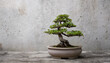 © hardvicore - Green bonsai tree in ceramic pot. Beautiful plant.