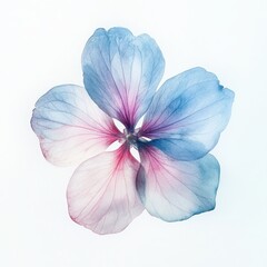Wall Mural - a delicate flower with soft blue and pink hues, set against a white background.