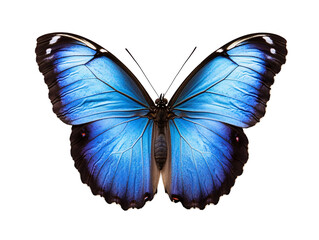 a blue butterfly with black and white wings