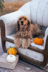 A playful dog sitting on a vintage couch holding a bag in an urban landscape