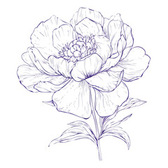 Wall Mural - Simple Elegant line drawing of a pretty peony flower, outline drawing, vector line drawing of peony flower