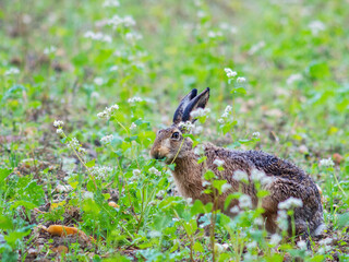 Cute little hare eating grass on a rainy September day