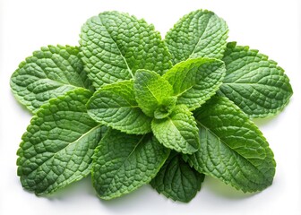 Fresh mint leaves set, isolated on white background