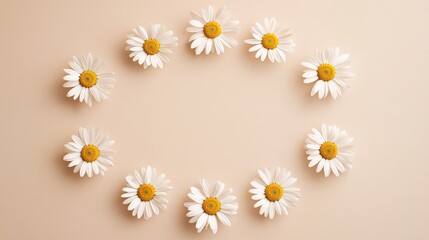 Canvas Print - Chamomile daisies arranged in a perfect circle on a minimalist beige background, ideal for adding text