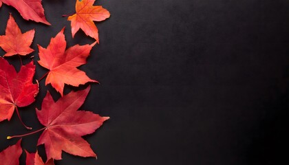 Red maple leaf decoration on solid black background. autumn plant leaves foliage with empty copy space