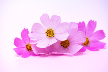 Wall Mural - beautiful cosmos flowers