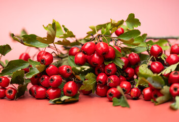 Wall Mural - branch with hawthorn berries