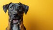 © vimp - A lively dog displays a shocked expression with a bright yellow background