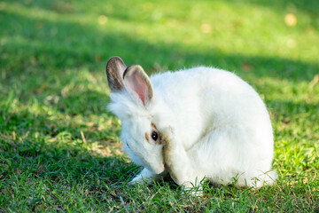 Cute little white rabbit on green grass with natural bokeh as background during spring warm summer day. Young adorable bunny playing in garden and sunlight morning.