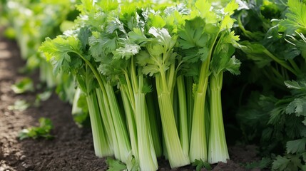 Canvas Print - Freshly harvested celery growing in a vibrant garden under the sunlight