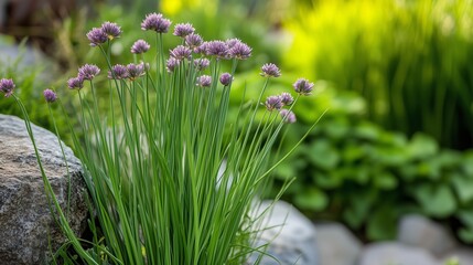 Canvas Print - Chives blooming gracefully in a lush garden setting during the afternoon sunlight