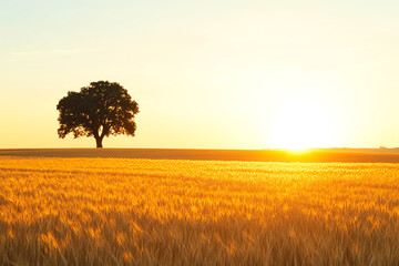 Capture a majestic lone oak tree standing tall in a vast golden wheat field at sunset, evoking a sense of serenity and solitude