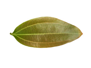 Isolated Saigon cinnamon, Cinnamomum loureiroi, Vietnamese cinnamon or Vietnamese cassia leaf on white background with clipping paths.