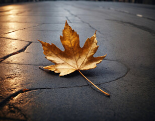 A golden maple leaf on the dark asphalt.