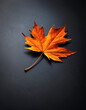 ©  Photinia Art - Maple orange leaf on black concrete background