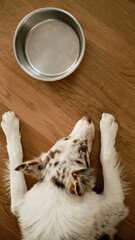 A border collie puppy sleeps on a wooden floor in a modern home interior next to an empty iron bowl. The dog is waiting for his food or water.