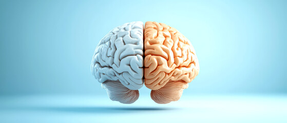 Creative representation of a human brain divided into two halves, symbolizing analytical and creative thinking.