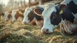 © Kingboy - Cows eating hay in a rural farm setting under natural sunlight