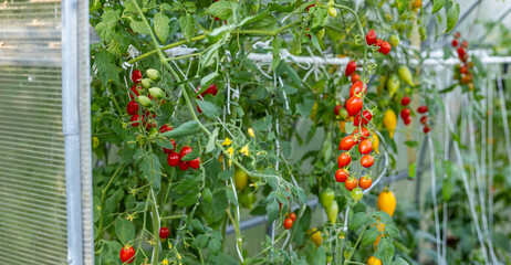 Best Heirloom Roma Tomato Varieties. Red ripe tomatoes fruits grow in garden. Natural Cherry plum Tomatoes and green leaves on plant.