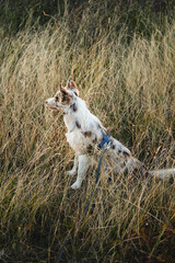 A cute spotted white and brown merle border collie puppy is sitting in an autumn field at sunset among dry grass. An adorable young dog is enjoying a walk. Side view.