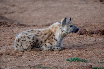 spotted hyena sleeping in the morning sun