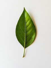 Wall Mural - A single green leaf on a white surface
