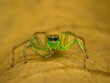 © Scorpii - Lyssomanes viridis ~ the lovable little green eyed jumping spider. Apparently, jumping spiders cannot move the lens of the eye, but are able to rotate the retinas within their eyes. As it moves the re