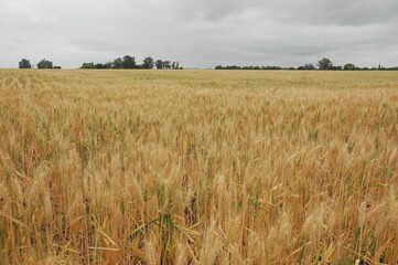 Wheat crops in northern Argentina