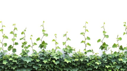 Lush Green Climbing Vines Forming Natural Backdrop