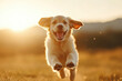 © wasan - A happy dog running joyfully in a field during sunset.