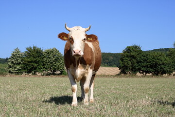 Wall Mural - Pasturage cow.