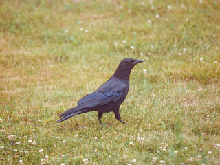 Crow on the Lawn Grass and Wildflowers