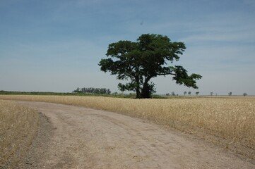 Wheat crops in northern Argentina