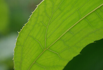 close up of green leaf