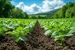 © Graph Squad - A field of green plants with a blue sky in the background