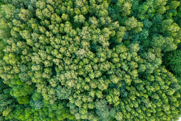 Aerial top view of a dense green forest canopy in summer, showcasing lush foliage and natural textures. Beautiful nature background for environmental and landscape themes.