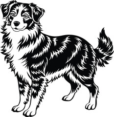 Wall Mural - Australian Shepherd silhouette, illustration white background