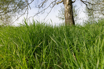 new grass is green in late spring in sunny weather