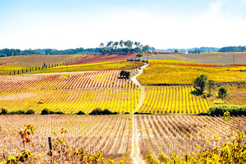 Vineyards in late summer before harvest 