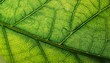 © Tusher Imran - green leaf macro texture