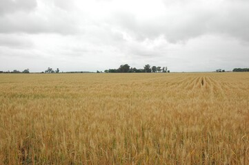 Wheat crops in northern Argentina