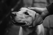 © DachAI - A smiling dog receives a loving pat on the head in a black and white photo, capturing a moment of affection and highlighting the close bond with humans.
