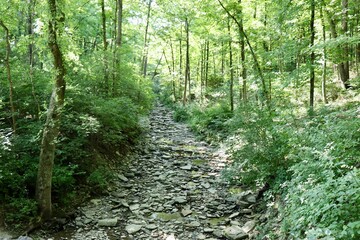 A rocky dried up creek in the woods on a summer day.